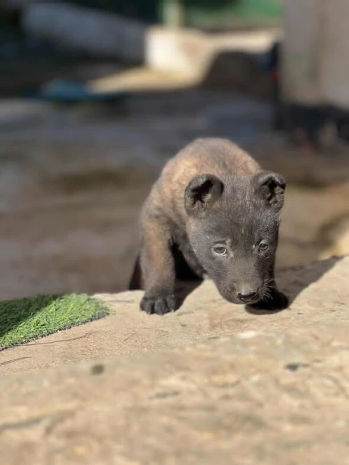Disponible chiots malinois véritable charbonné age 1 mois