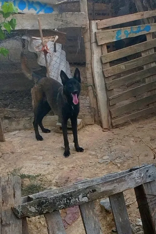 Disponible femelle malinois charbonné âge 1 ans 