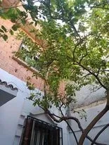 Vente Villa Tlemcen Tlemcen