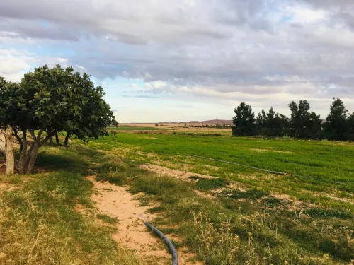 Vente Terrain Agricole Djelfa Tadmit