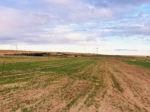 Vente Terrain Agricole Djelfa Tadmit