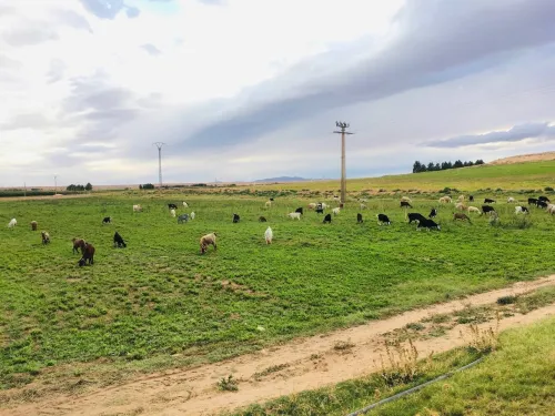 Vente Terrain Agricole Djelfa Tadmit
