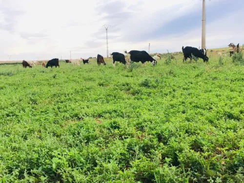 Vente Terrain Agricole Djelfa Tadmit