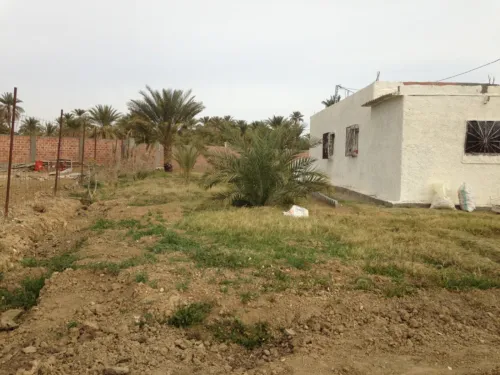 Vente Terrain Biskra Sidi okba