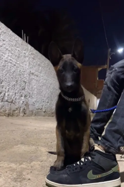 Chien malinois 