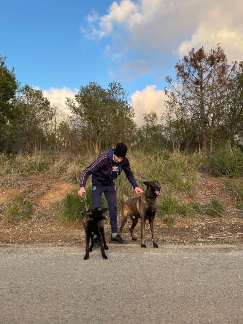 Femelle malinois top de top