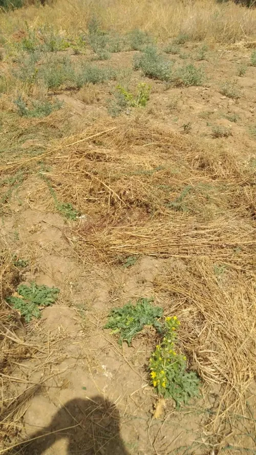 Vente Terrain Tizi Ouzou Tizi rached