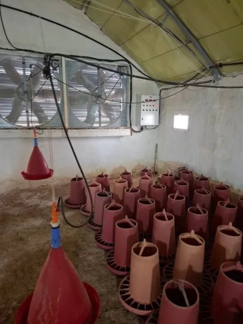 Vente Terrain Agricole Aïn Defla Ain soltane