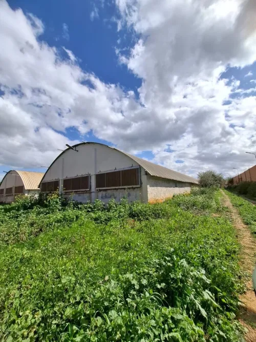 Vente Terrain Agricole Aïn Defla Ain soltane