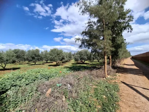 Vente Terrain Agricole Aïn Defla Ain soltane