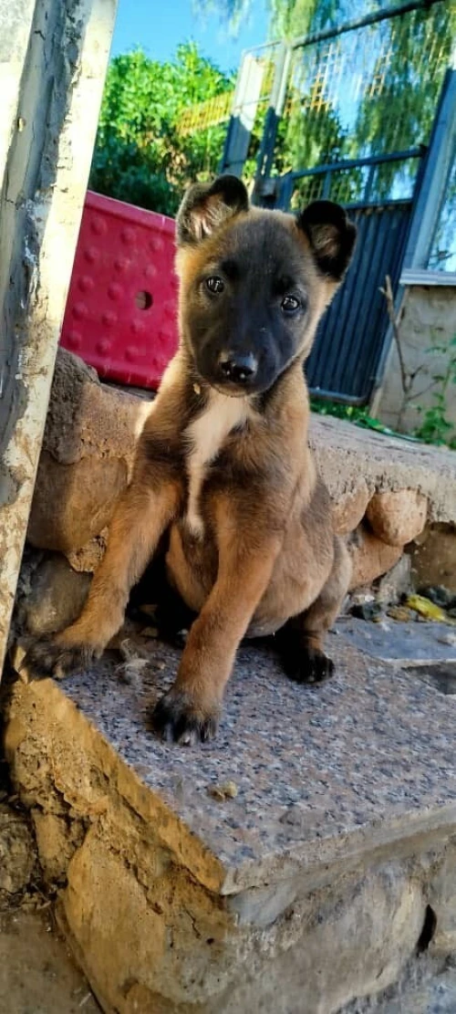 Malinois