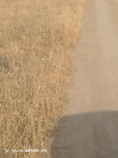 Vente Terrain Agricole Khenchela Remila