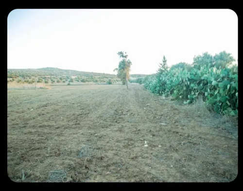 Vente Terrain Agricole Oran Gdyel