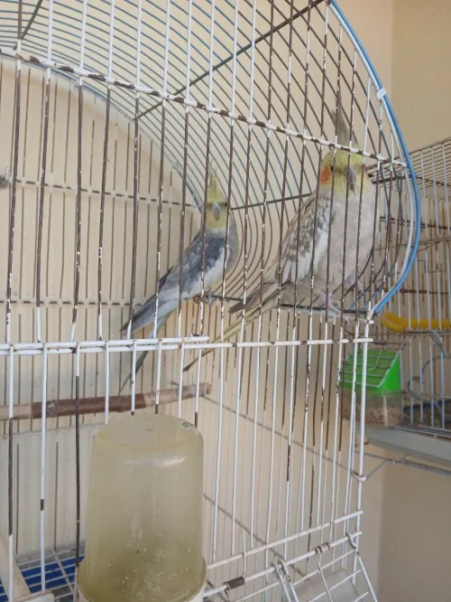 Deux oiseaux calopsite