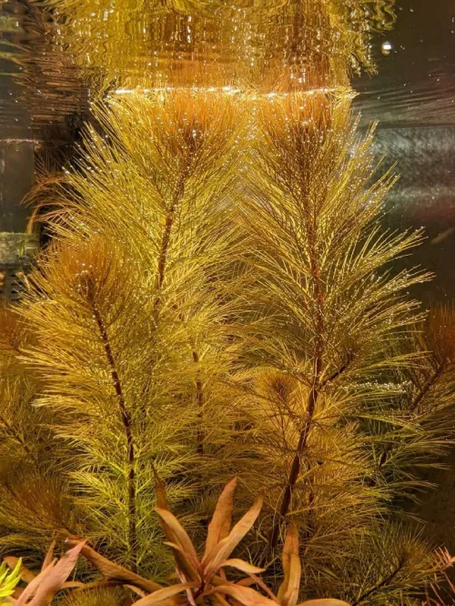 Plantes aquatiques نباتات مائية 
