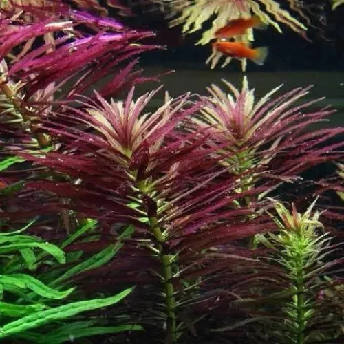 Plantes aquatiques نباتات مائية 