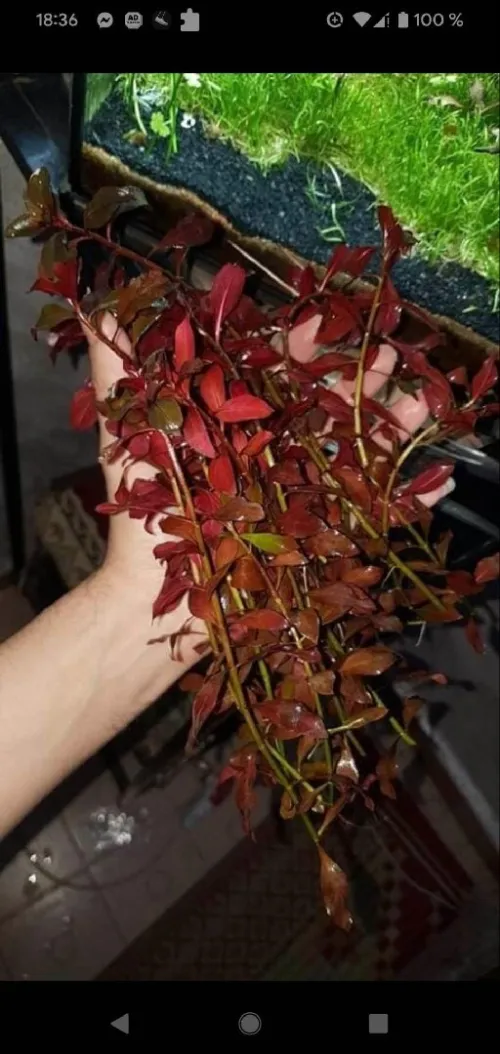 Plantes aquatiques نباتات مائية 