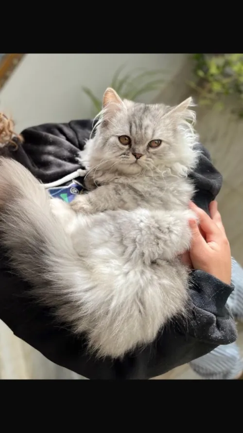 Chat chinchila 
