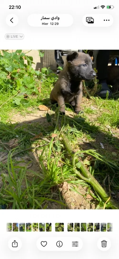 malinois charboier