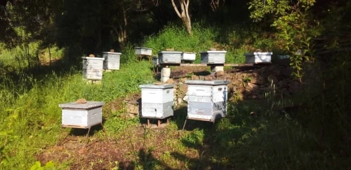 Essaims d Abeilles