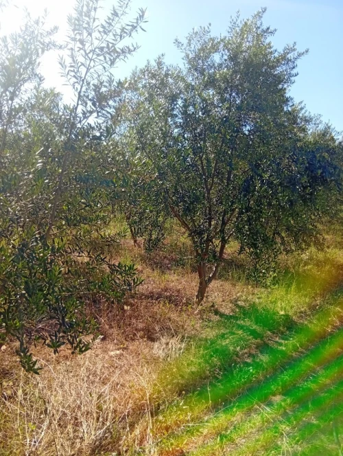 Vente Terrain Bouira Ahnif