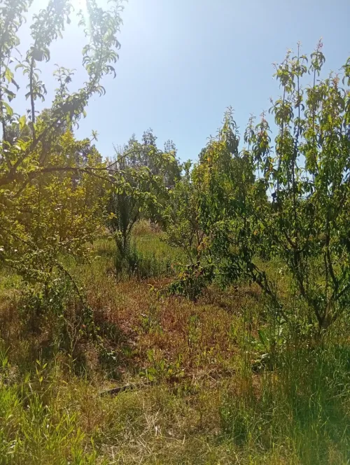 Vente Terrain Bouira Ahnif