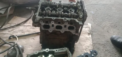 Hydra