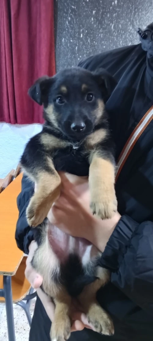 Berger allemand