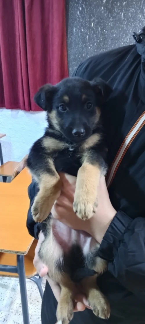 Berger allemand