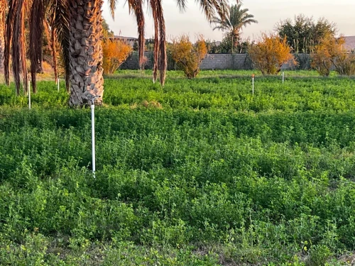 Vente Terrain Agricole Laghouat Laghouat