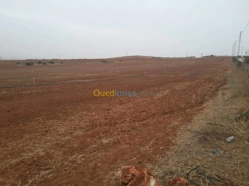 Vente Terrain Agricole Sidi Bel Abbès Ben badis