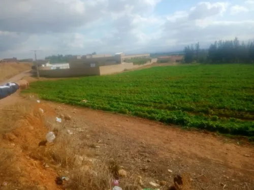 Vente Terrain Aïn Defla Sidi lakhdar