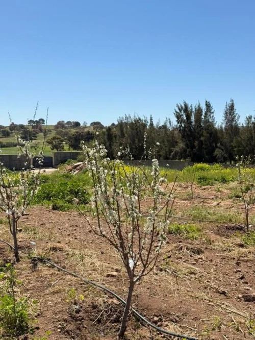 Vente Terrain Agricole Sidi Bel Abbès Sidi bel abbes