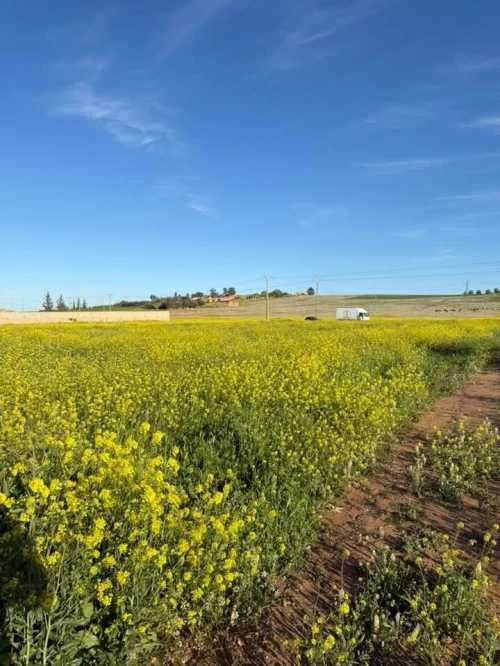 Vente Terrain Agricole Sidi Bel Abbès Tilmouni