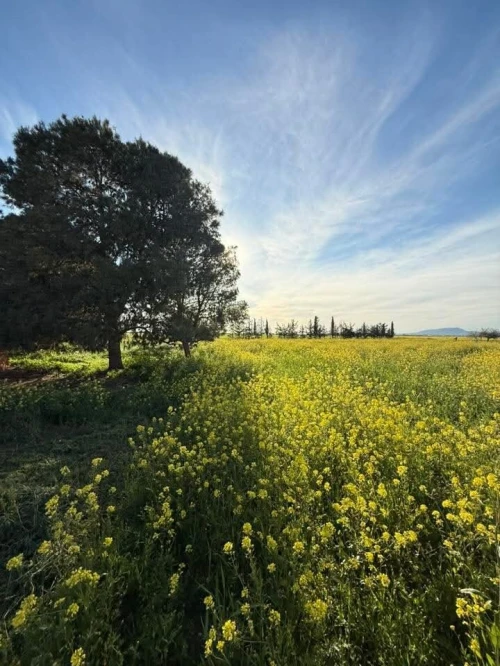 Vente Terrain Agricole Sidi Bel Abbès Tilmouni