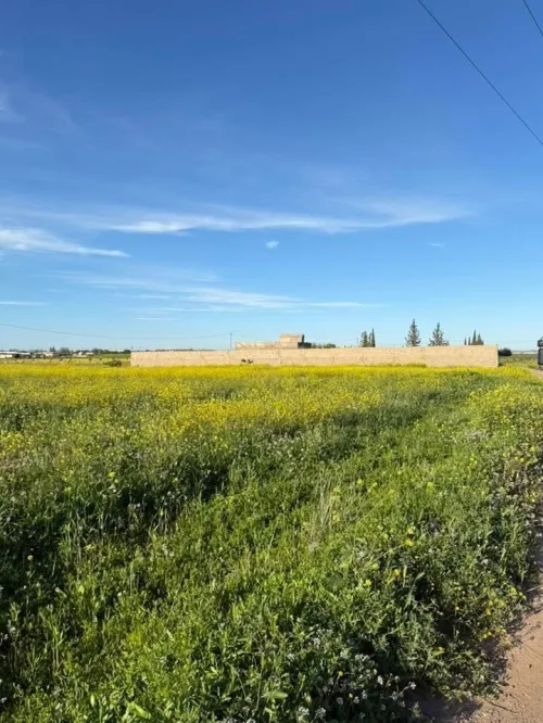 Vente Terrain Agricole Sidi Bel Abbès Tilmouni