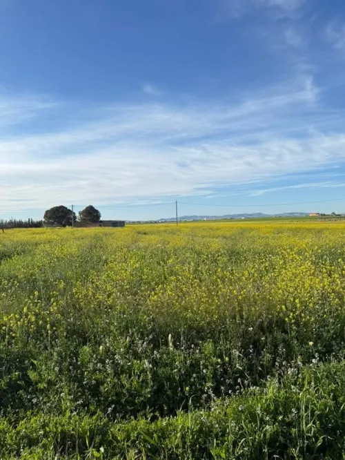Vente Terrain Agricole Sidi Bel Abbès Tilmouni