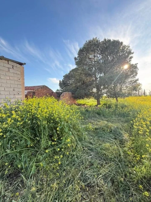 Vente Terrain Agricole Sidi Bel Abbès Tilmouni