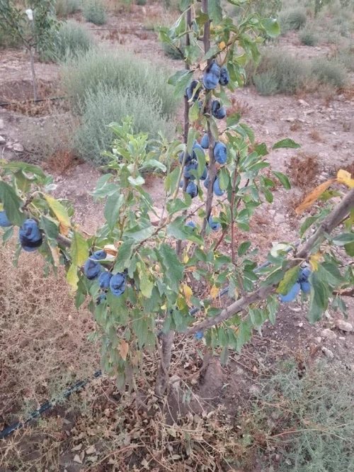 Vente Terrain Agricole Sidi Bel Abbès Sidi bel abbes