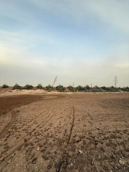 Vente Terrain Sidi Bel Abbès Tilmouni