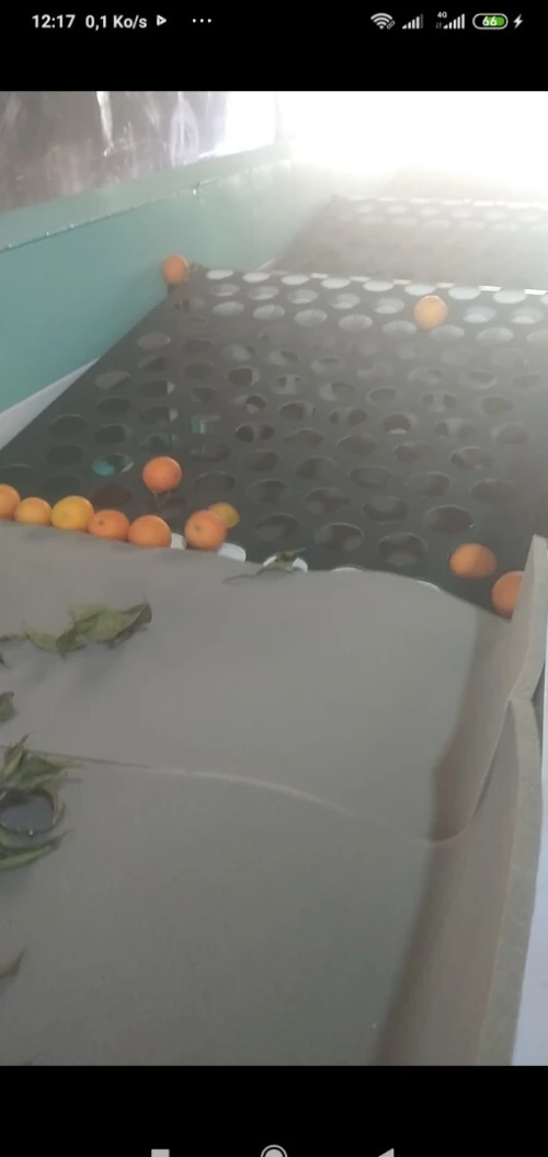 Machine triage (calibreuse) des fruits