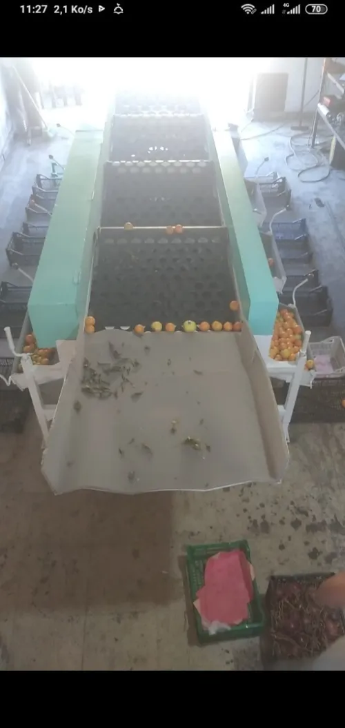 Machine triage (calibreuse) des fruits