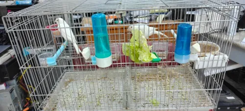 couple de canari de race