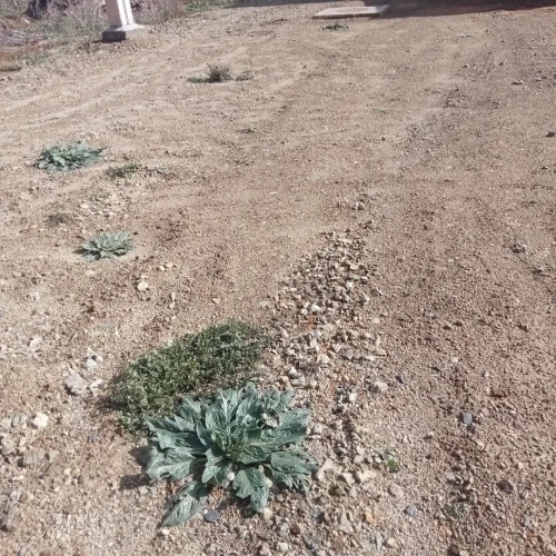 Vente Terrain Tipaza Hadjout