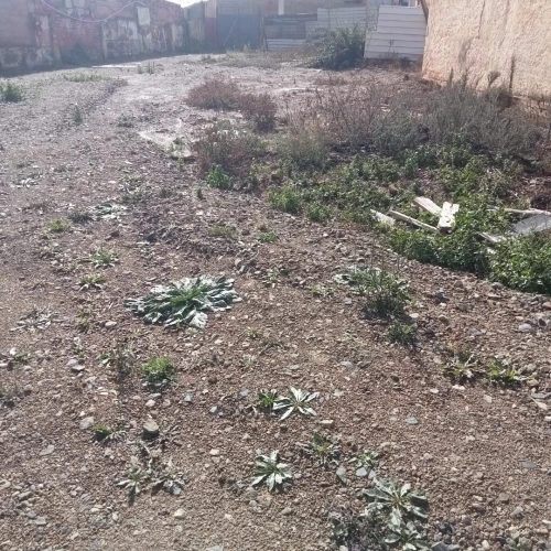 Vente Terrain Tipaza Hadjout