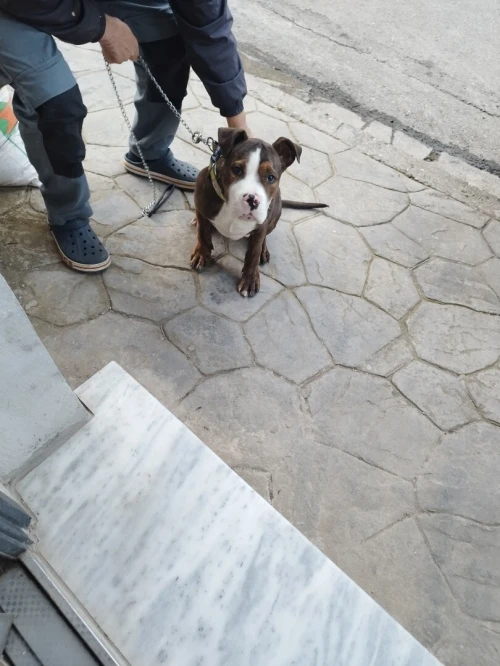 American bully