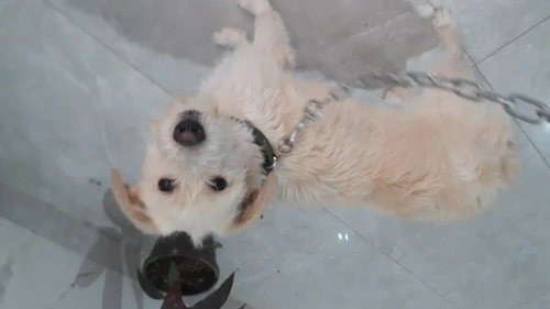 Femelle chien anglais retreveiver