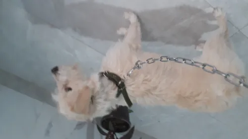 Femelle chien anglais retreveiver