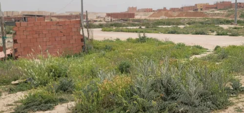 Vente Terrain Djelfa Djelfa