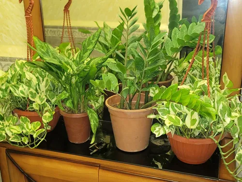 Gazon et plante